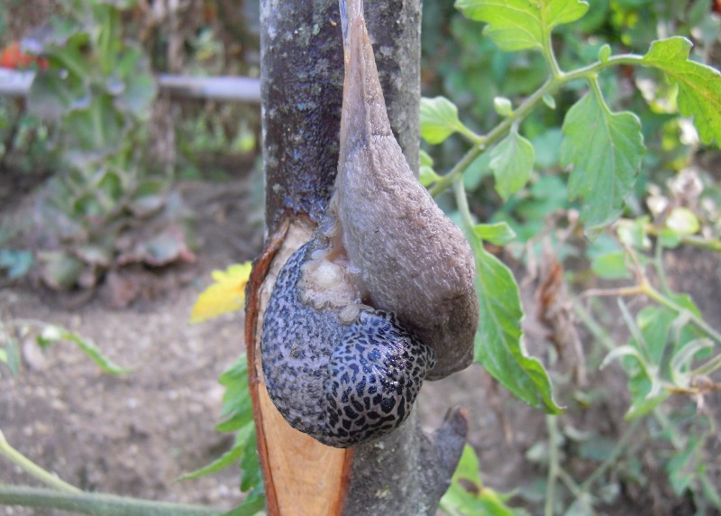 Limax del maximus-gruppo in accoppiamento da Cosenza